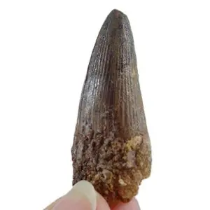 Elosuchus cherifiensis