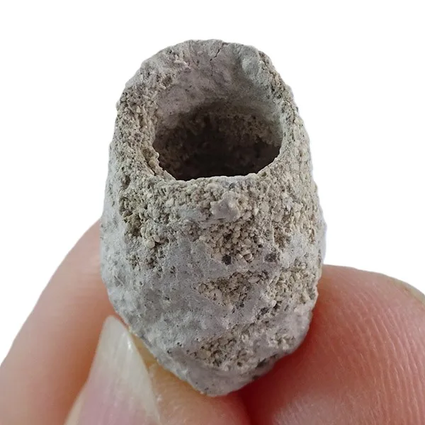 Palmiraichnus castellanosi - Imagen 2