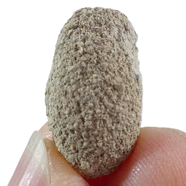 Palmiraichnus castellanosi - Imagen 3