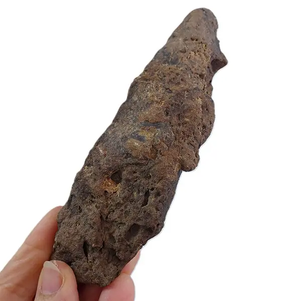 Archaeoconularia aff. consobrina - Imagen 2