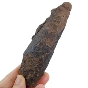 Archaeoconularia aff. consobrina