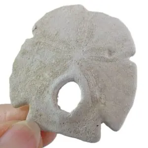 Encope tamiamiensis
