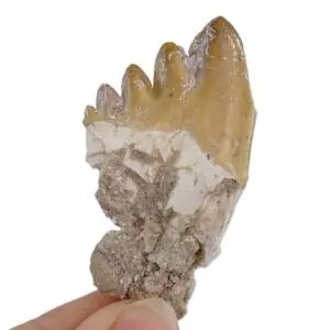 Chrysocetus fouadassii