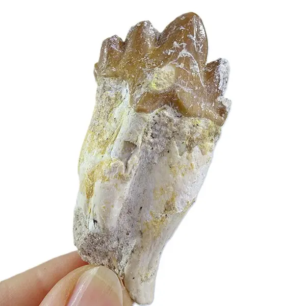 Chrysocetus fouadassii - Imagen 2