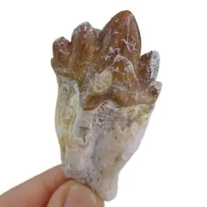 Chrysocetus fouadassii