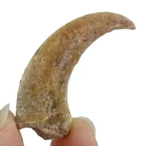 Garra de Pterosaurio