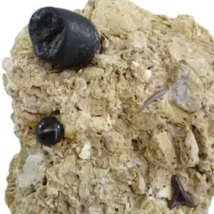 Sparus cinctus, Carcharhinus sp. y coprolito de pez