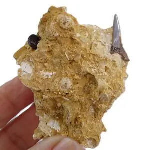 Sparus aurata y Carcharias sp.