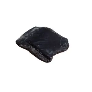 Gyrolepis sp.  VENDIDO