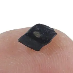 Gyrolepis sp.  VENDIDO