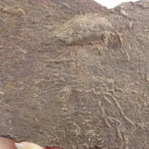 Diplichnites sp.  VENDIDO