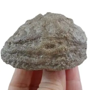 Meandrastrea circularis  VENDIDO