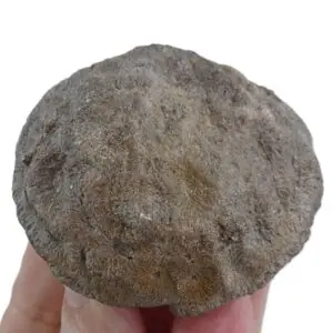 Meandrastrea circularis