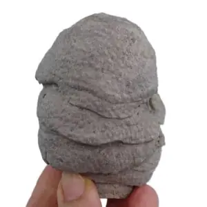 Synastrea agaricites