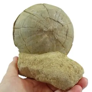 Hypsoclypus semiglobus  VENDIDO