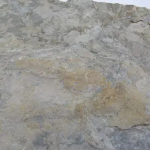 Huella de Coelophysis bauri