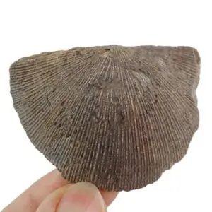 Xystostrophia umbraculum