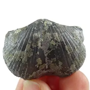 Paraspirifer bownockeri