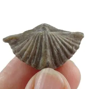 Spiriferina oxyptera  VENDIDO