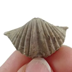 Spiriferina oxyptera