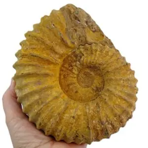 Mantelliceras dixoni