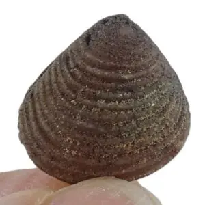 Laevastarte sp.