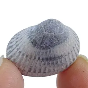 Anadara devincta