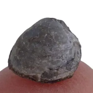 Cymbophora emmonsi