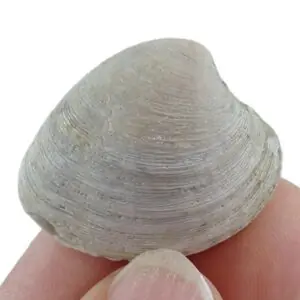 Mercenaria campechiensis