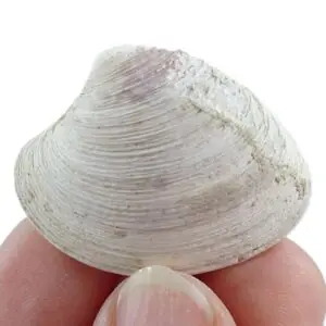 Mercenaria campechiensis