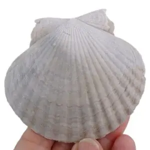 Argopecten irradians