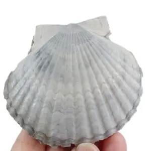 Argopecten irradians