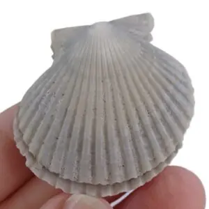 Argopecten irradians