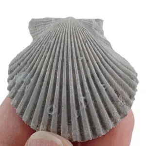 Argopecten irradians