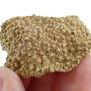 Hydnophora styriaca  VENDIDO