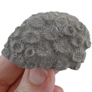 Agathiphyllia llomparti