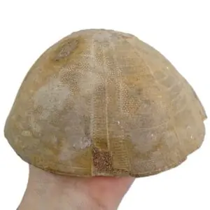 Hypsoclypus semiglobus  VENDIDO