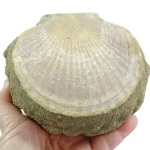 Pecten (Flabellipecten) flabelliformis