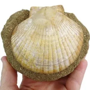 Pecten (Flabellipecten) flabelliformis