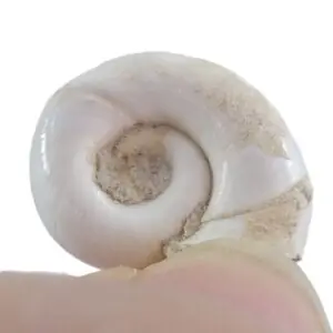 Planorbis planorbis