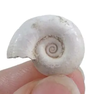 Planorbis planorbis