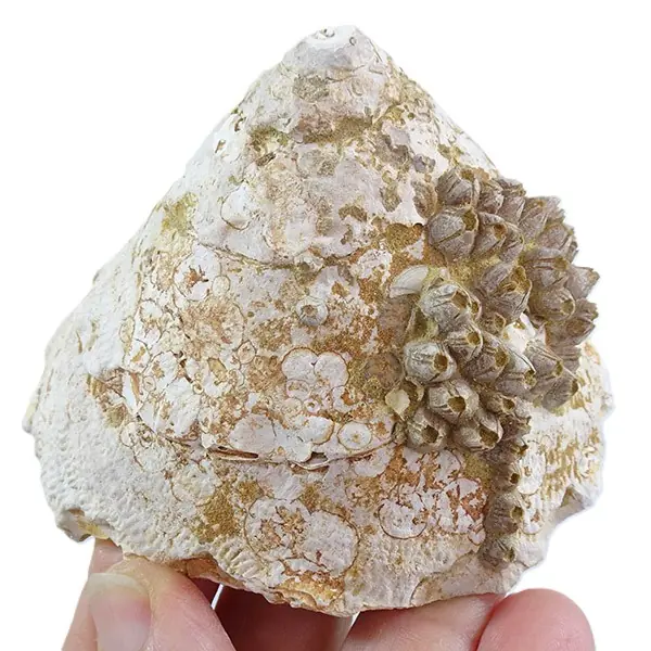 Xenophora infundibulum y Balanus (B.) concavus VENDIDO - Imagen 2