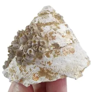 Xenophora infundibulum y Balanus (B.) concavus  VENDIDO