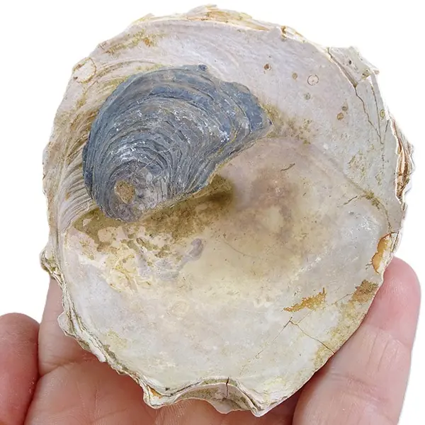 Xenophora infundibulum y Balanus (B.) concavus VENDIDO - Imagen 3