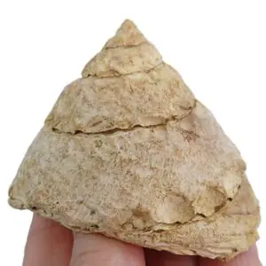 Xenophora infundibulum  VENDIDO