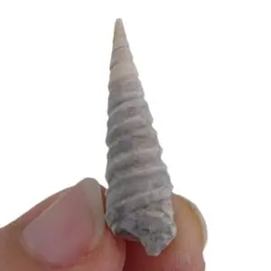 Potamides montsecanus