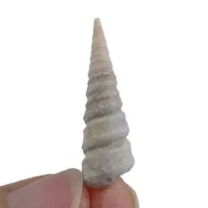 Potamides montsecanus