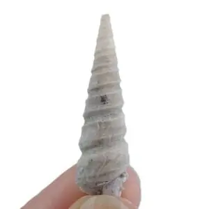 Potamides montsecanus