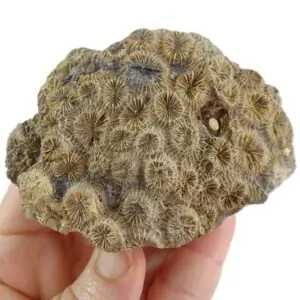 Agathiphyllia llomparti  VENDIDO