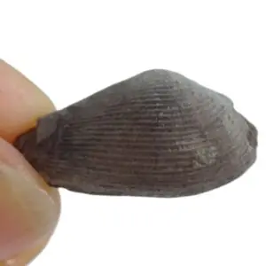 Nuculana bellistriata